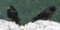 Pyrrhocorax graculus